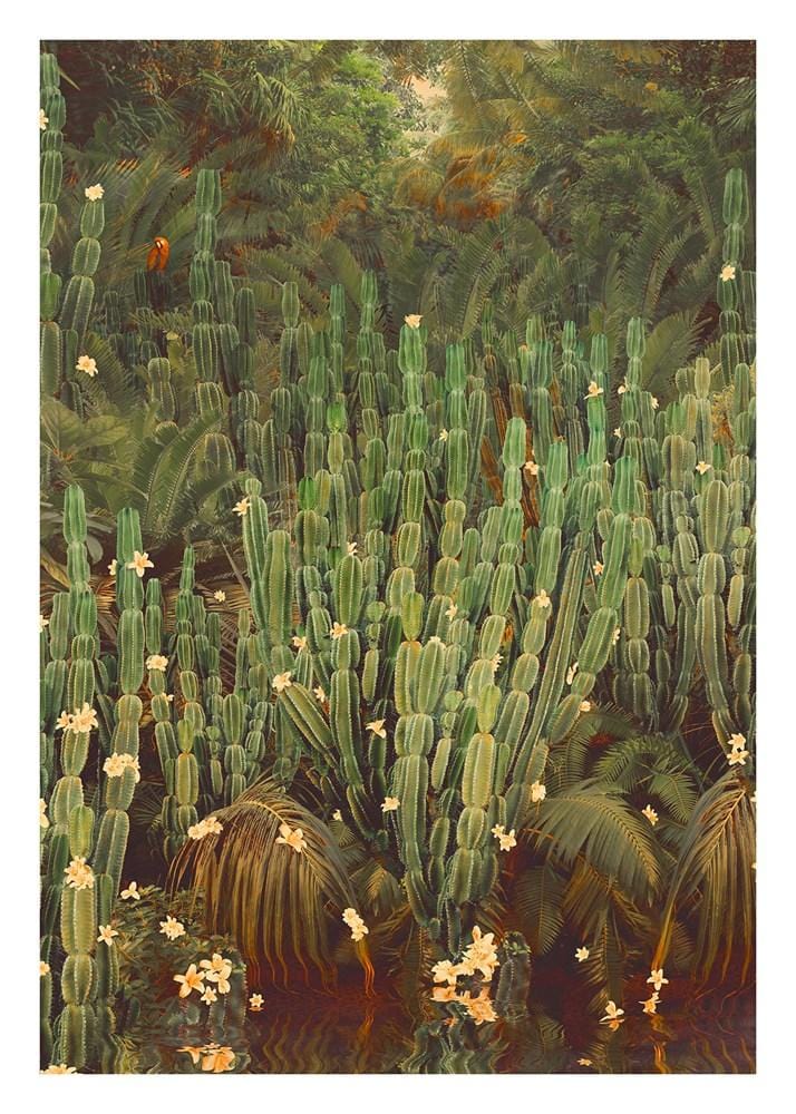 Cactus Jungle Enlarged