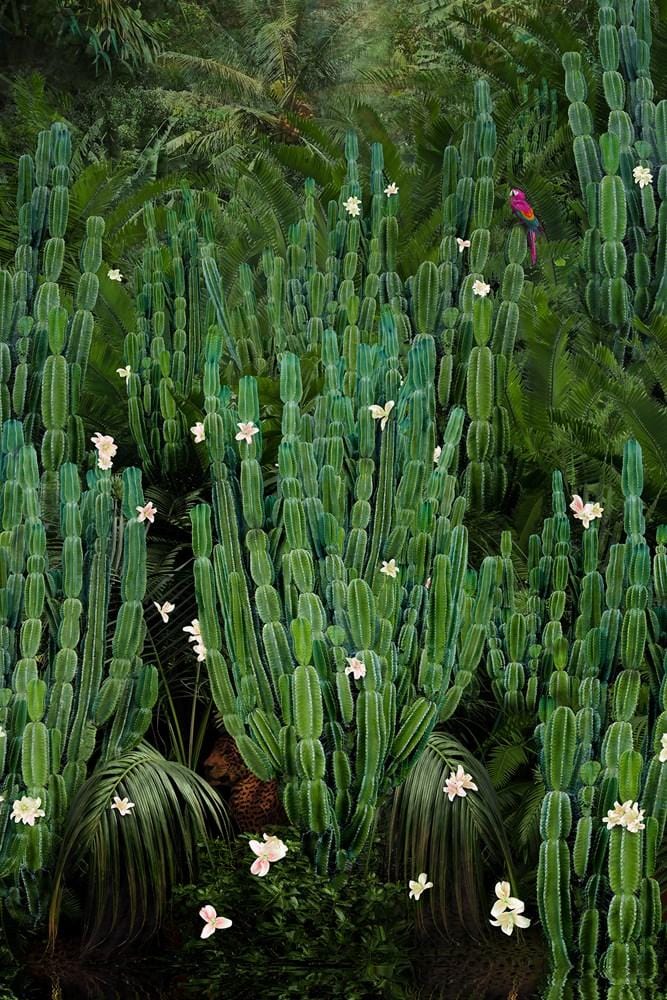 Cactus Forest Enlarged