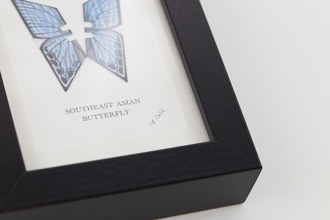 Framed Southeast Asian Butterfly Enlarged