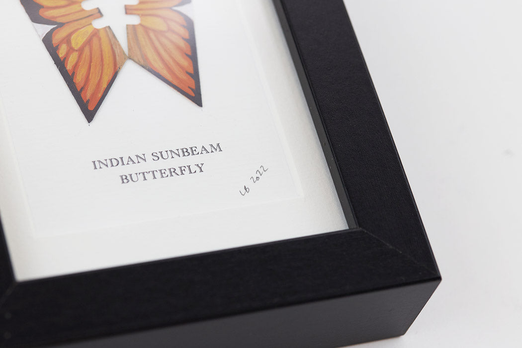 Framed Indian Sunbeam Butterfly Enlarged