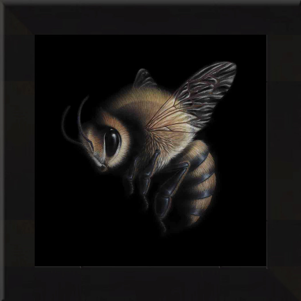Honey Bee - Framed Enlarged