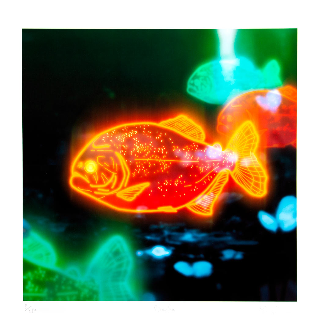 Red Bellied Piranha Enlarged