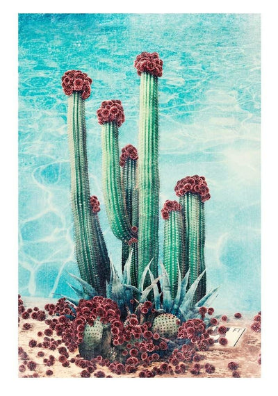 Cactus Pool