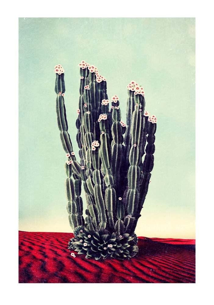 Desert Flowers Enlarged