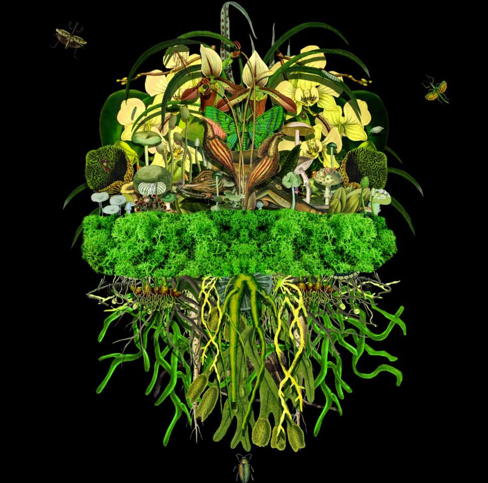 Botanical Thoughts: Millpond Enlarged