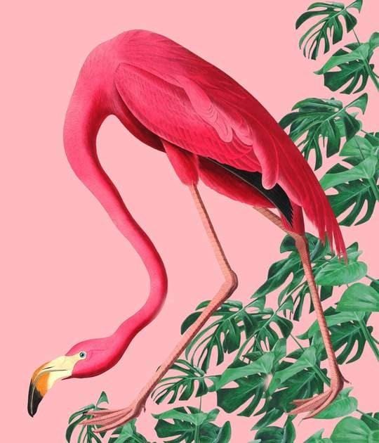 Flamingo on Pink Enlarged