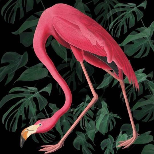 Flamingo (black foliage) Enlarged