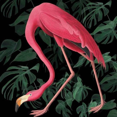Flamingo (black foliage)