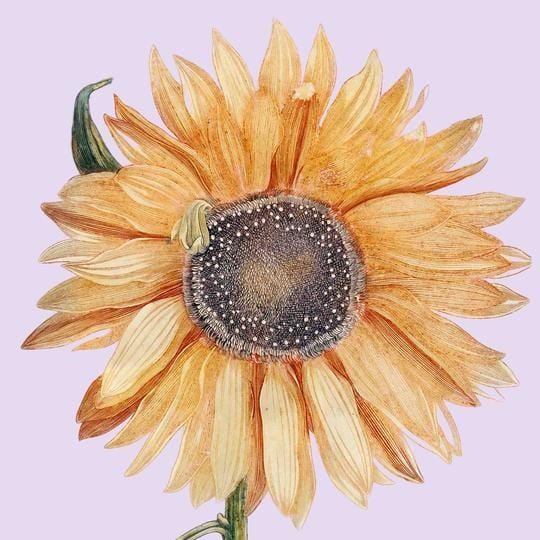 Sunflower 2 (pink) Enlarged