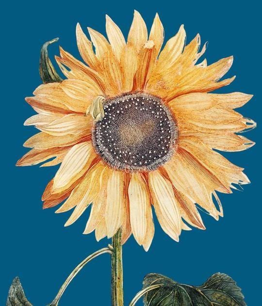Sunflower 1 (blue) Enlarged
