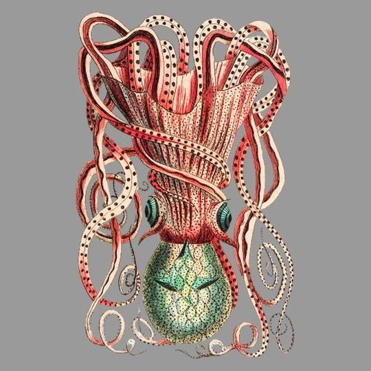 Octopus Enlarged
