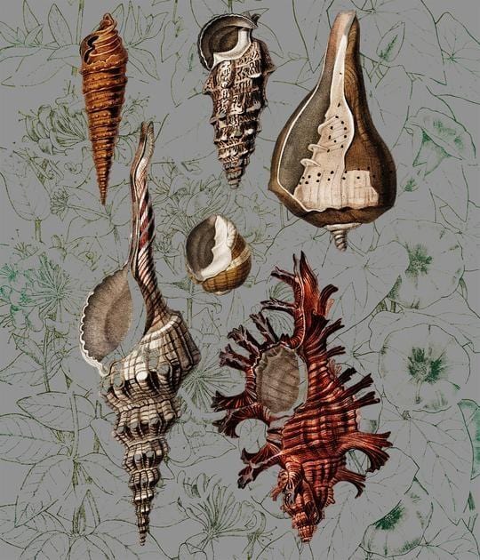 Shells on Wallpaper Enlarged