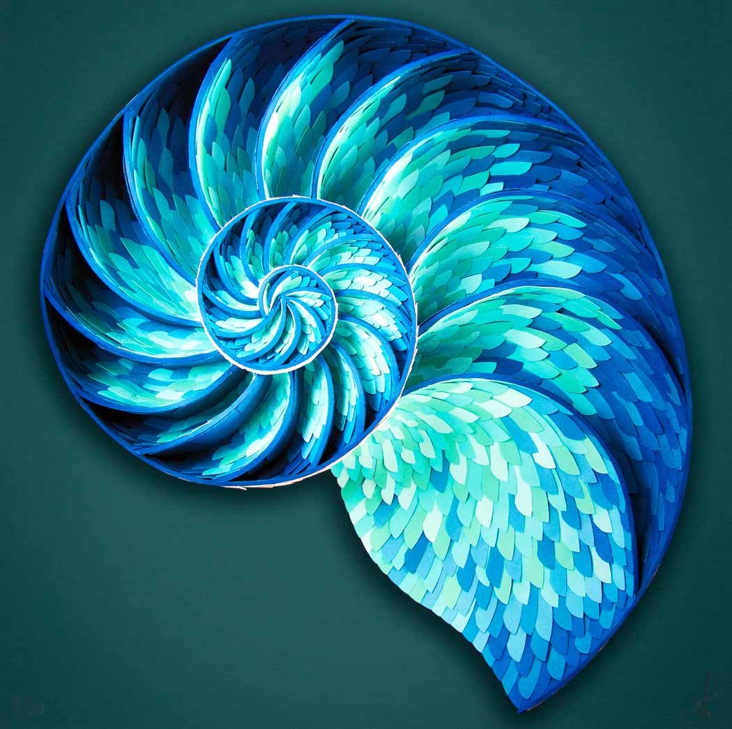 Nautilus - Large Enlarged