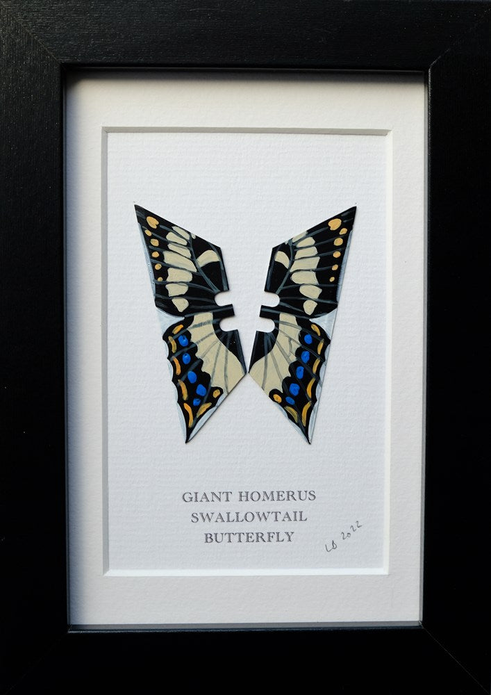 Framed Giant Homerus Swallow Butterfly Enlarged