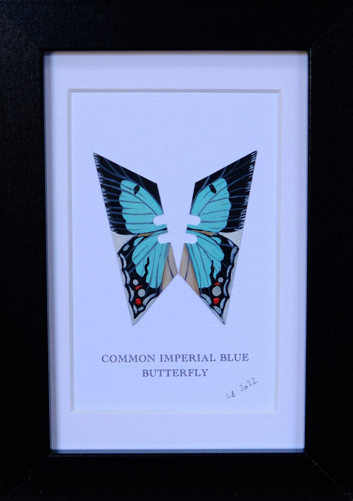 Framed Common Imperial Blue Butterfly Enlarged