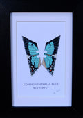 Framed Common Imperial Blue Butterfly