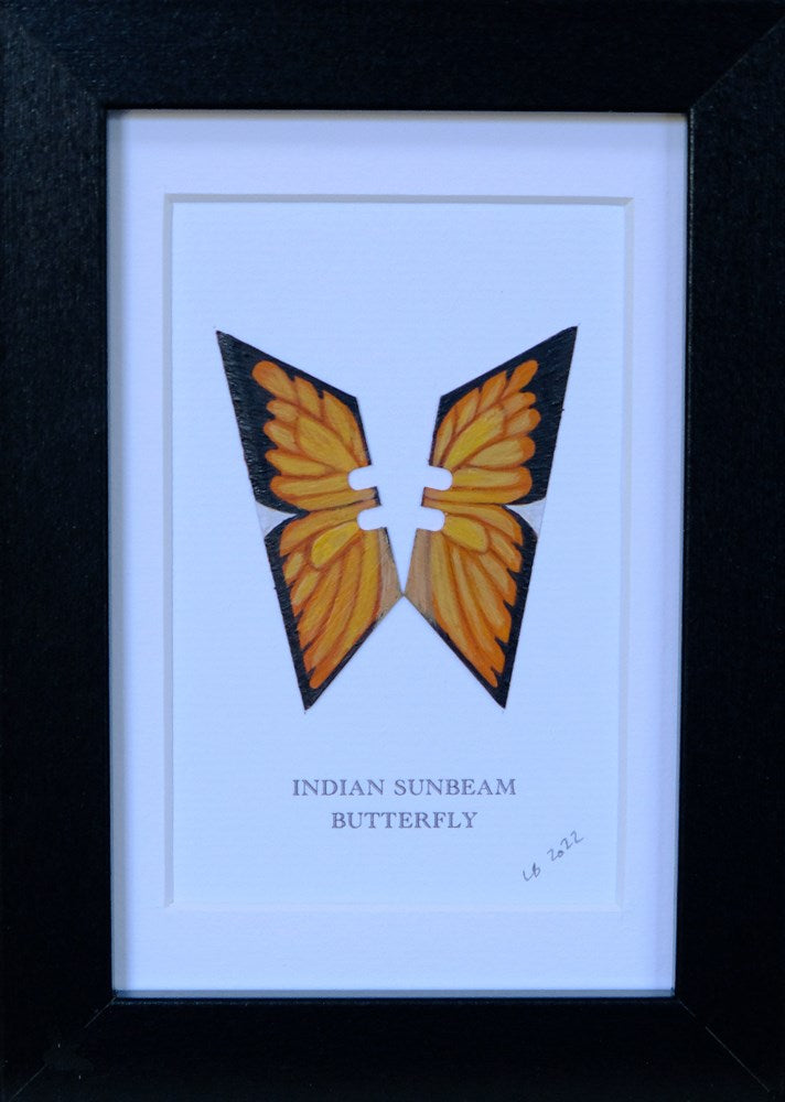 Framed Indian Sunbeam Butterfly Enlarged