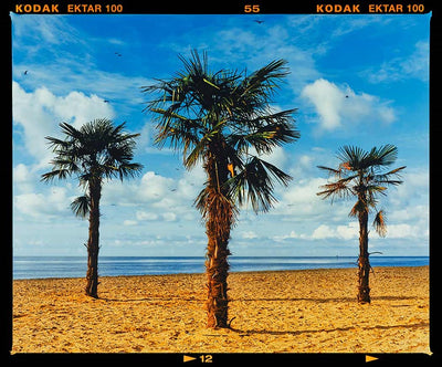 Three Palms, Clacton-on-Sea Photography Print by Richard Heeps - Art Republic
