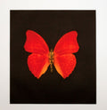 Butterfly print (dark orange)