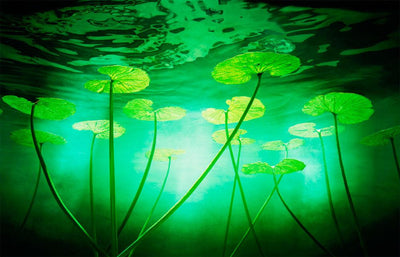 Lillies by Chris Frazer Smith Photography Print by Chris Frazer Smith - Art Republic