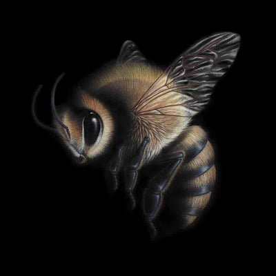 Honey Bee, 2020 Art Print by Dylan Floyd