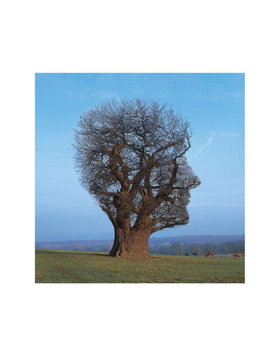 Tree of Half Life (Pink Floyd) Photography Print by Storm Thorgerson - Art Republic