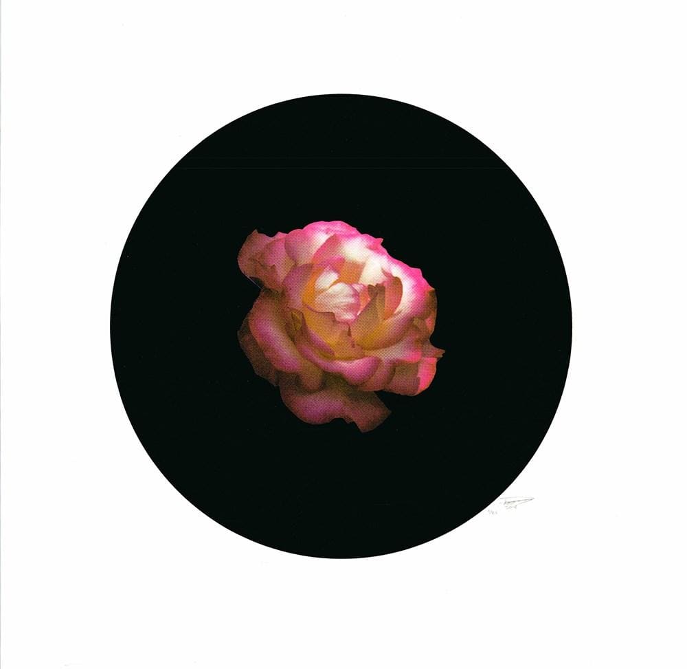 Rose 1 Enlarged