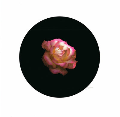 Rose 1 By Ricky Byrne