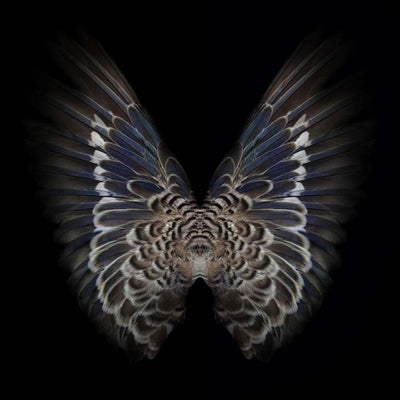 New Species - 4 Photography Print by Gareth Hayward - Art Republic