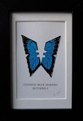 Framed Common Blue Morpho Butterfly by Lene Bladbjerg