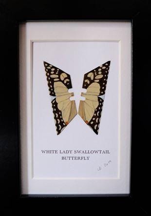 Framed White Lady Swallowtail Butterfly by Lene Bladbjerg Enlarged