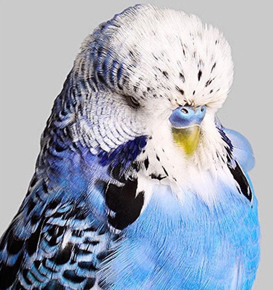 Budgie 4 by Philip Gatward Enlarged